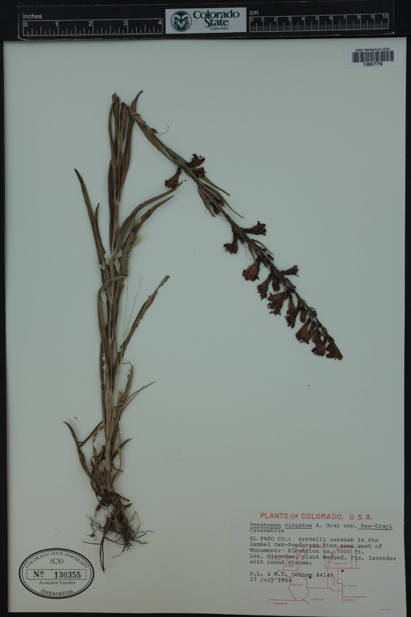 Penstemon unilateralis image
