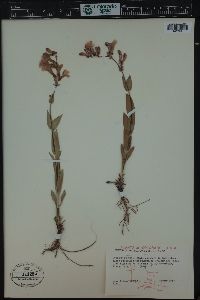 Penstemon secundiflorus image