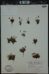 Silene acaulis image