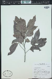 Image of Monteverdia grenadensis