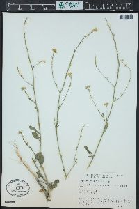 Sisymbrium officinale image