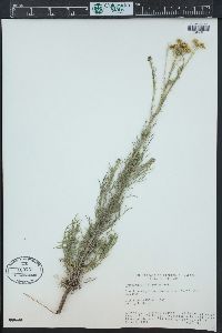 Hymenopappus filifolius image