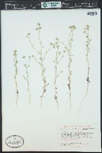 Cryptantha gracilis image