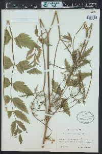 Pimpinella major image