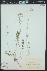 Cardamine pratensis image