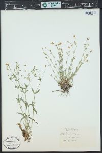 Silene rupestris image