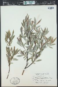 Salix petiolaris image