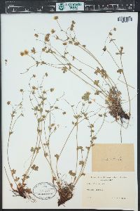 Potentilla grandiflora image