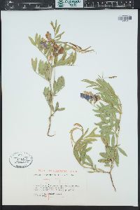 Lathyrus eucosmus image