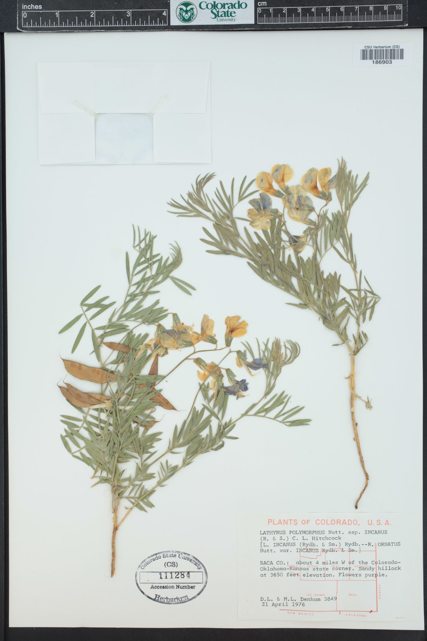 Lathyrus polymorphus image