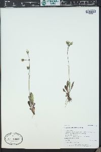 Hieracium triste image