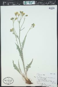 Crepis intermedia image