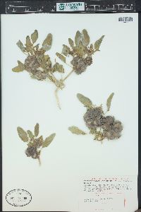 Tripterocalyx micranthus image