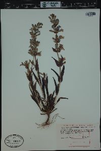 Penstemon angustifolius image