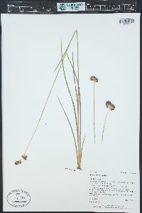 Juncus longistylis image