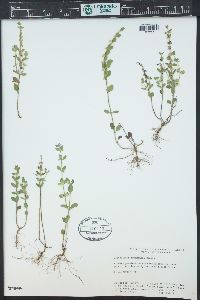 Scutellaria drummondii image