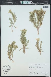 Teucrium laciniatum image