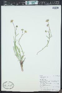 Erigeron eatonii image