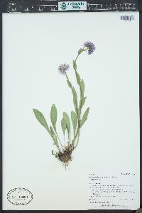 Erigeron glacialis image