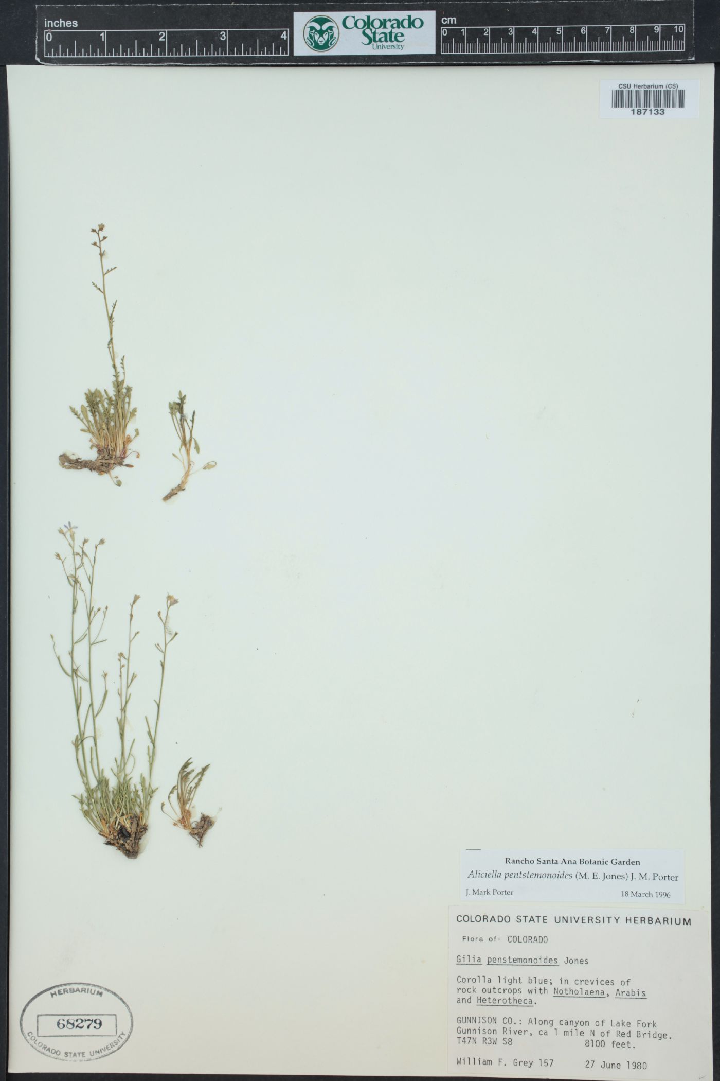 Aliciella pentstemonoides image