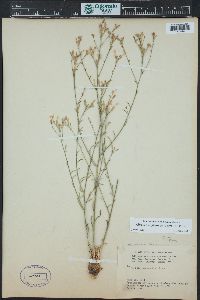 Aliciella haydenii image