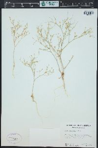 Aliciella leptomeria image