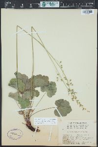 Heuchera parvifolia image