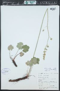 Heuchera parvifolia image