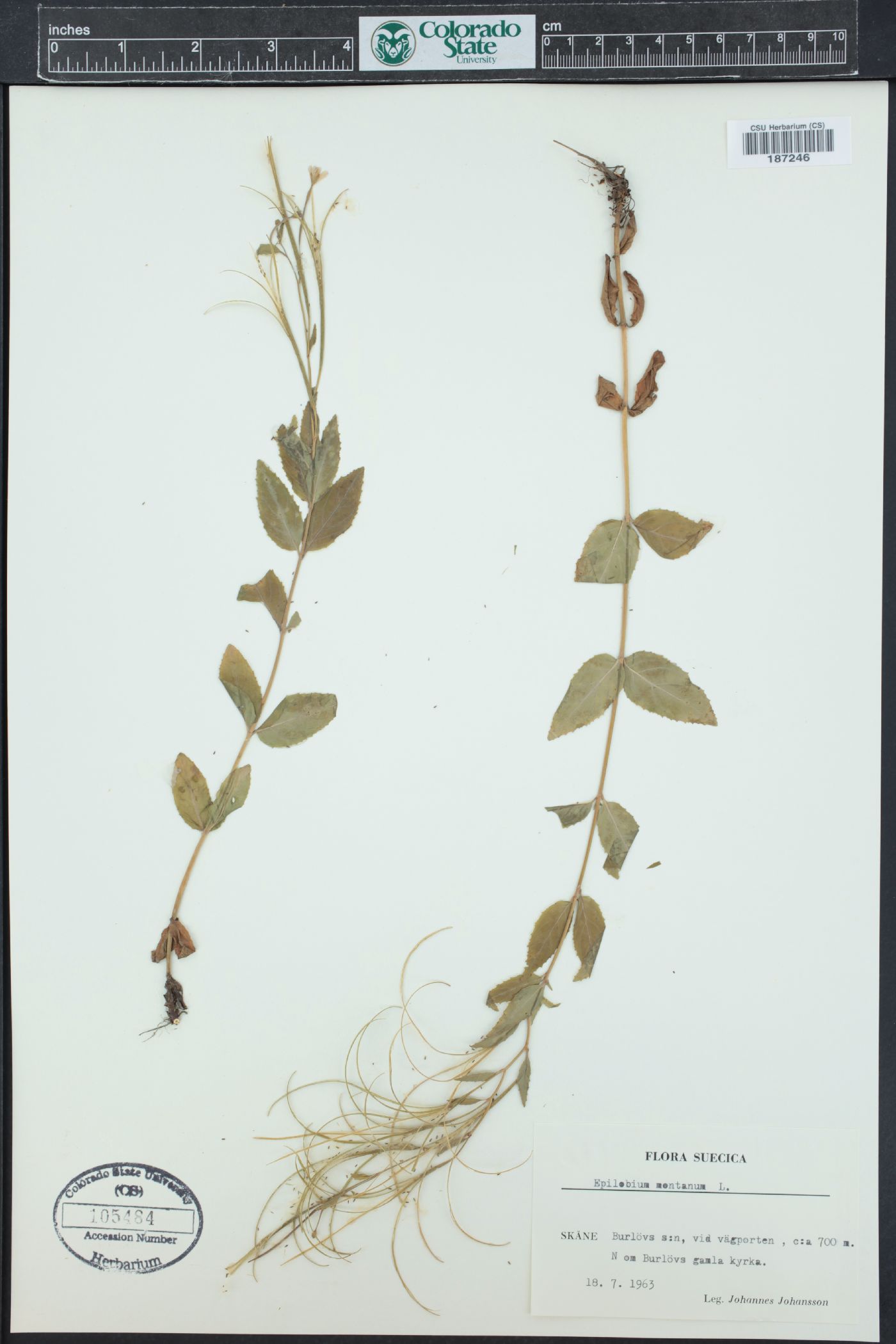 Epilobium montanum image