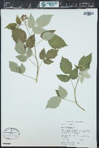 Rubus occidentalis image