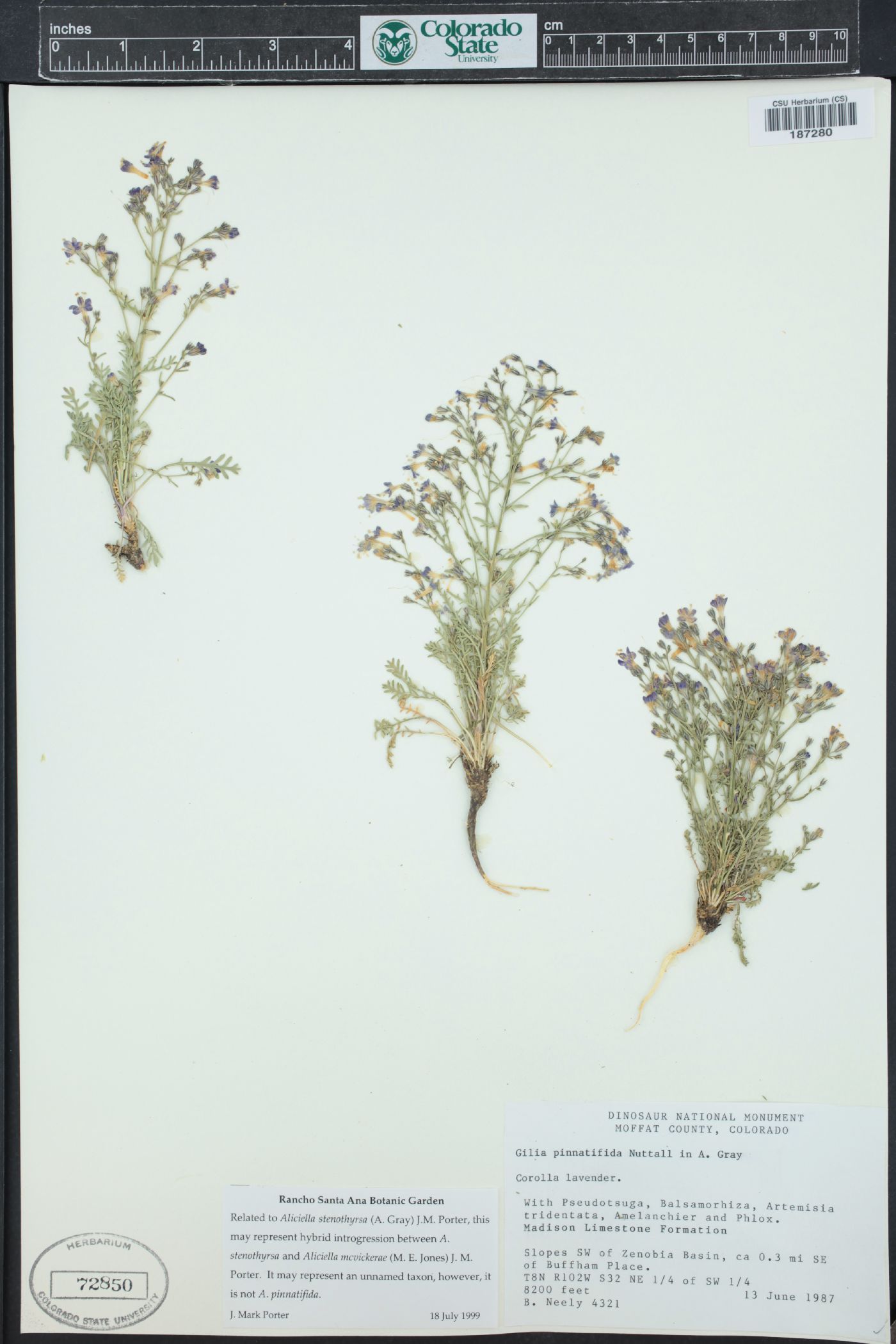Aliciella stenothyrsa image