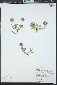 Trifolium parryi image