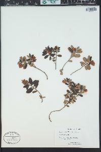 Vaccinium vitis-idaea image