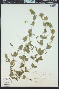 Lathyrus aphaca image