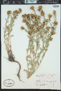 Grindelia squarrosa image