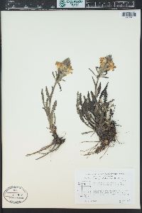 Pedicularis canadensis subsp. fluviatilis image