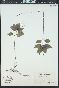 Mercurialis perennis image