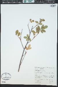 Rosa woodsii subsp. arizonica image