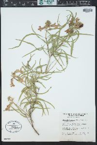 Chilopsis linearis subsp. arcuata image