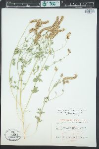 Dalea candida var. oligophylla image