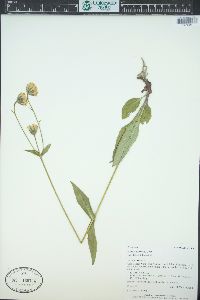 Arnica parryi image