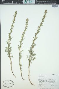 Artemisia michauxiana image