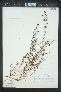 Image of Dorycnium pentaphyllum