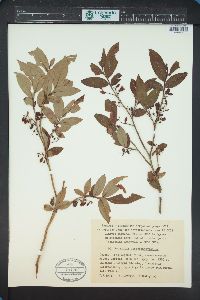 Vaccinium arctostaphylos image