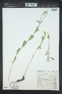 Silene laciniata image