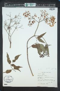 Sambucus cerulea image