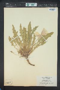 Oenothera cespitosa image