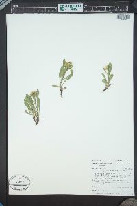 Solidago simplex image