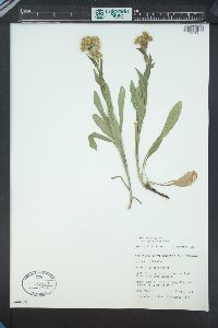 Solidago multiradiata image