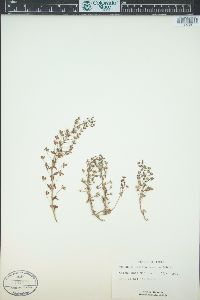 Veronica syriaca image